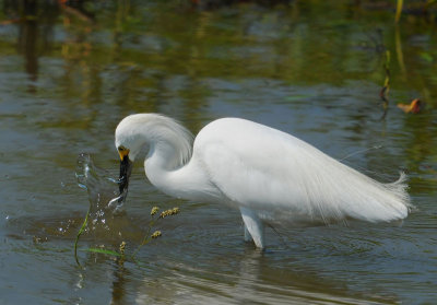 Snowy Egret