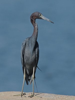 Little Blue Heron