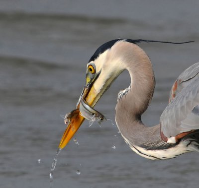 Great Blue Heron