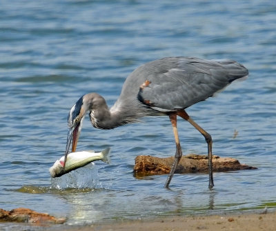 Great Blue Heron