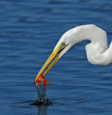 Great Egret