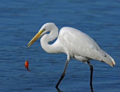 Great Egret