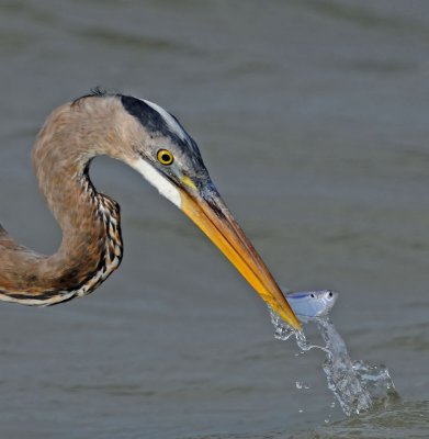 Great Blue Heron