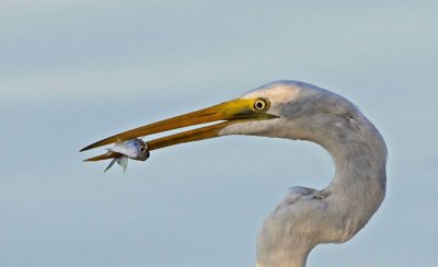 Great Egret