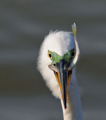 Great Egret