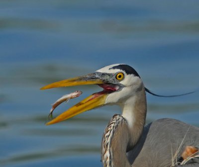 Great Blue Heron with fish