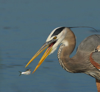 Great Blue Heron with fish