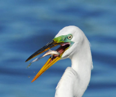 Great Egret
