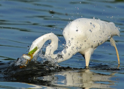 Great Egret
