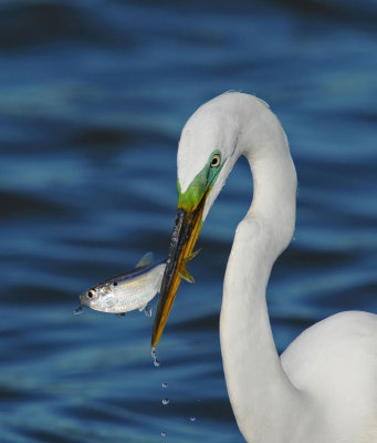 Great Egret