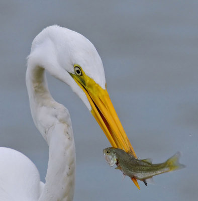 Great Egret