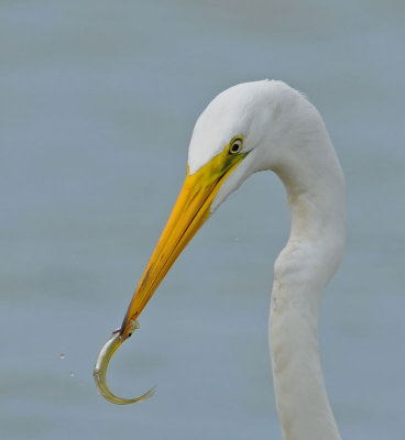 Great Egret