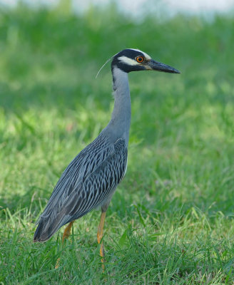Yellow-crowned Night Heron