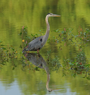 Great Blue Heron