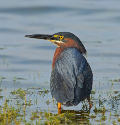 Green Heron