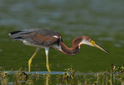 Tricolored Heron