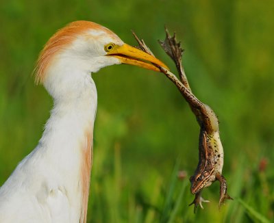Cattle Egret