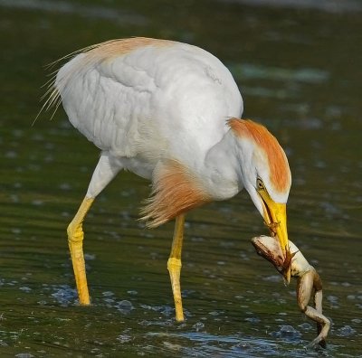 Cattle Egret
