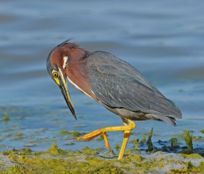 Green Heron