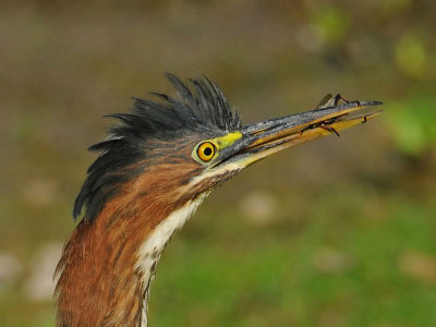 Green Heron