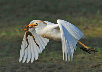 Cattle Egret with Frog