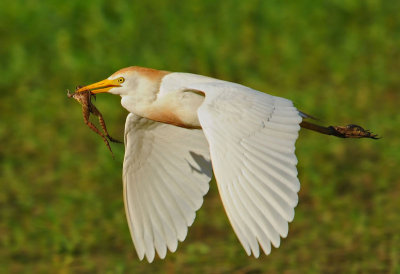 Cattle Egret with Frog