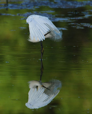 Snowy Egret