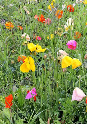Fleurs du jardin:Lac Louise IN