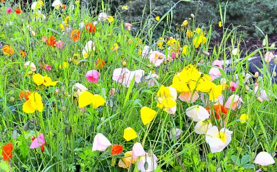 Fleurs du jardin :Lac Louise IN