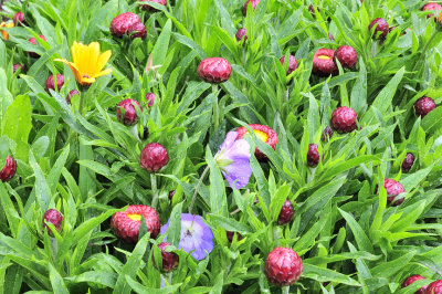 Fleurs du jardin:Lac Louise IN 2