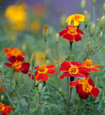Fleurs de Jasper