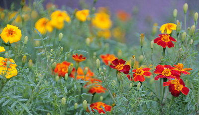 Fleurs des Rocheuses 1