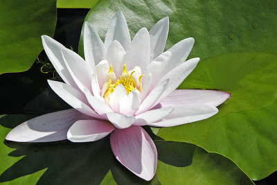 fleur d'eau 1