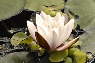 fleur d'eau 2