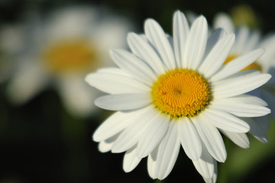 Marguerite