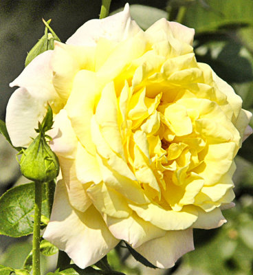 rose jaune