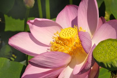 Lotus