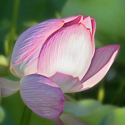 Lotus 2