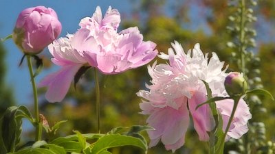 pivoines