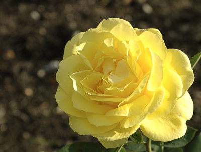 jaune
