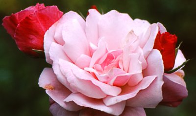 Roses