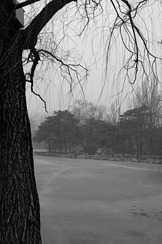 Wintered Trees.jpg