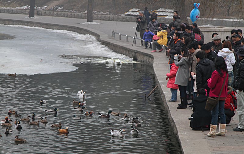 Beijing Zoo Small Lake.jpg