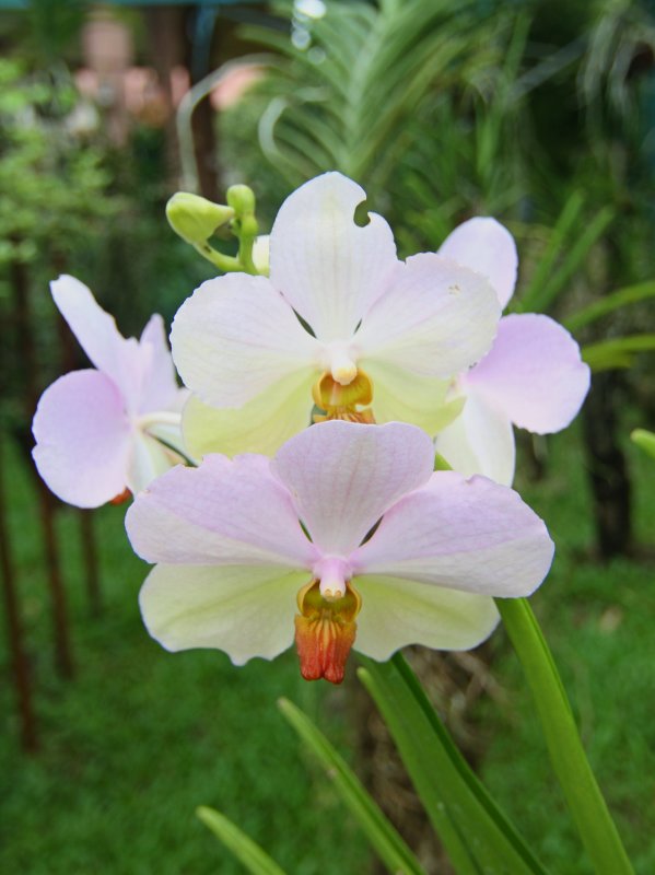 Philippine Orchid.jpg