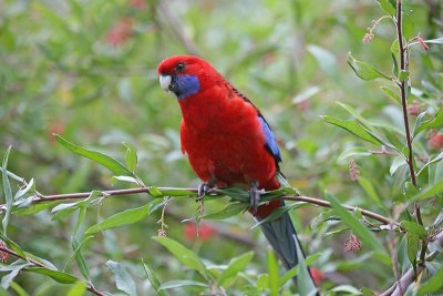 Crimson Rosella (Platycercus elegans)