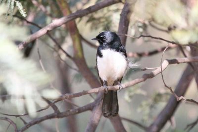 Willie Wagtail (Rhipidura leucophrys)