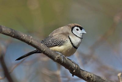 Double Barred Finch (Poephila bichenovii)