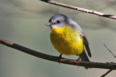 Eastern Yellow Robin (Eopsaltria australis)