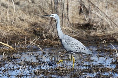 White-faced Heron (Ardea novaehollandiae)