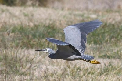 White-faced Heron (Ardea novaehollandiae)